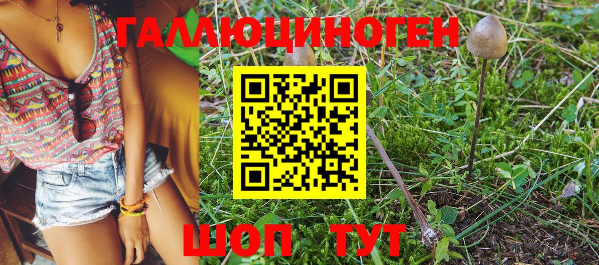Псилоцибиновые грибы Psilocybine cubensis Казань